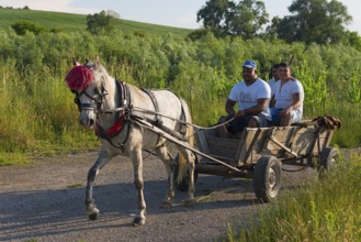 Three men travelling in a horse-drawn carriage along a path next to a field, Golyamo Novo,