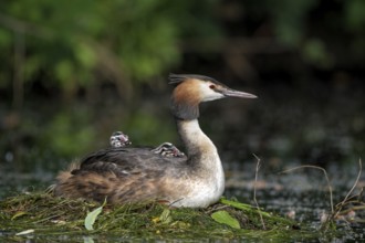 Great Crested Grebe (Podiceps cristatus), adult bird and chicks, on the nest, Krickenbecker Seen,