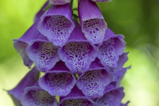 Common foxglove (Digitalis purpurea), flowers, detail, Oberhausen, North Rhine-Westphalia, Germany,