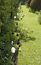 Tulips flowering against grass path in gardens at Helmingham Hall, Suffolk, England, United