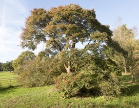 Paperbark maple tree, acer griseum, National arboretum, Westonbirt arboretum, Gloucestershire,