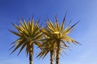 Yucca aloifolia, Spanish bayonet, garden plant against blue sky Cabo de Gata natural park, Almeria,