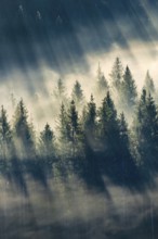 Fog and forest in Oberägeri in the canton of Zug, Switzerland, Europe