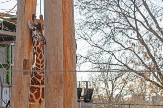 Denver, Colorado, A reticulated giraffe (Giraffa reticulata) at the Denver Zoo