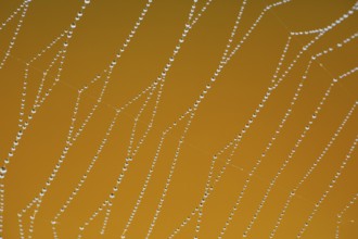 Dewdrops on a spider's web, Switzerland, Europe