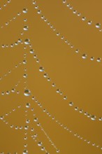 Dewdrops on a spider's web, Switzerland, Europe