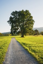 Path leads under a large oak tree on Lake Greifensee in the canton of Zurich, Switzerland, Europe