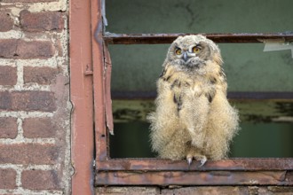 Eurasian eagle-owl (Bubo bubo), fledged young bird, in an old window frame, industrial building,