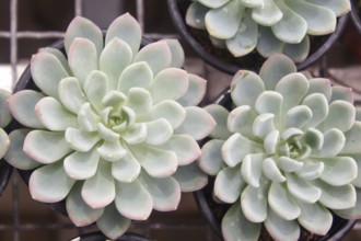 Beautiful succulent plant in greenhouse. Closeup, floral patterns, selective focus