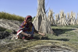 Farmer extracts jute fibre from retted Jute Stem at Jania village in Barpeta district, some 150 kms