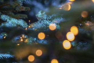 Christmas tree, fairy lights, fir greenery, Germany, Europe