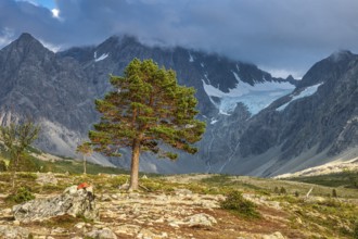 Cairn as signpost to glacier Lenangsbreen, lonely large tree, on hike to glacier lake Blåvatnet,