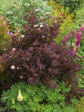 Green garden with dark-leaved bush and pink flowers surrounded by lush foliage, Common Nine Bark