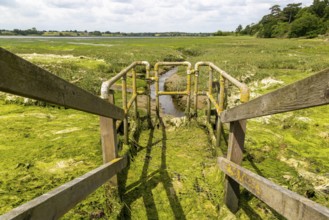 Drainage sluice gate River Deben at very low tide, Sutton, Suffolk, England, UK