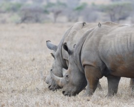 Southern white rhinoceroses (Ceratotherium simum simum), two adult males feeding on dry grass, with