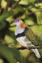 Superb fruit dove (Ptilinopus superbus), male, captive, occurring in Asia and Australia