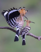 Hoopoe (Upupa epops) Bird of the Year 2022, courtship, mating, pair, male, female, bridal gift,