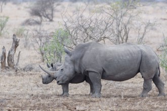 Southern white rhinoceroses (Ceratotherium simum simum), mother with calf standing in dry grass,