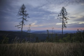 Symbolic photo on the subject of forest dieback. Bare trees at dawn on an area infested by the bark