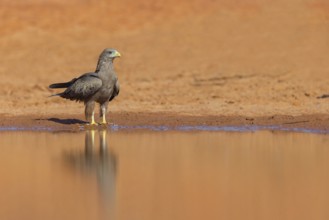 Black Kite, (Milvus aegyptius), Morgan Kunda lodge / road to Kat, Jajari, North Bank, Gambia,