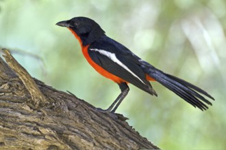 Red-bellied shrike (Laniarius atrococcienus) Kalahari South Africa