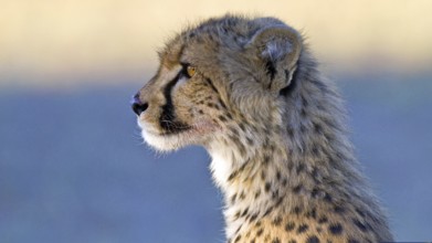 Cheetah, (Acinonyx jubatus), Cheetah, young Portrait Kalahari South Africa