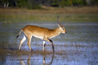 Red hartebeest, Africa, Botswana, (Kobus leche), Okovango Delta, Africa