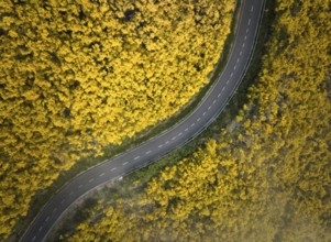 Aerial view of road among yellow Cytisus blooming shrubs near Pico do Arieiro, Portugal, Europe