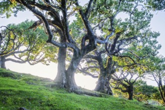 Centuries-old til trees in fantastic magical idyllic Fanal Laurisilva forest on sunrise. Madeira