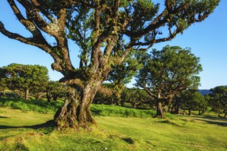 Centuries-old til trees in fantastic magical idyllic Fanal Laurisilva forest on sunset. Madeira