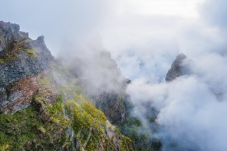 A mountain covered in fog and clouds with blooming Cytisus shrubs. Near Pico de Arieiro, Madeira