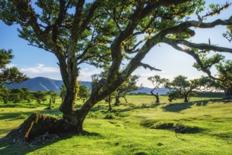 Centuries-old til trees in fantastic magical idyllic Fanal Laurisilva forest on sunset. Madeira