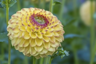 Dahlia (Dahlia), Münsterland, North Rhine-Westphalia, Germany, Europe