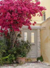 House entrance with bougainvillea or triplet flower (bougainvillea), Parikia, Paros, Klyklades,