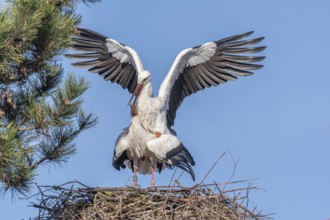 Mating white storks in courtship display (ciconia ciconia) on their nest in spring. Bas Rhin,