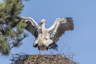 Mating white storks in courtship display (ciconia ciconia) on their nest in spring. Bas Rhin,