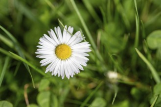 A single daisy among green grass leaves, macro photograph, Germany, Europe