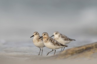 Sanderling (Calidris alba) feeding on a beach. Camaret sur mer, Crozon, Finistere, Brittany,