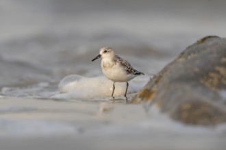 Sanderling (Calidris alba) feeding on a beach. Camaret sur mer, Crozon, Finistere, Brittany,