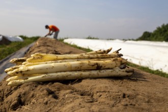 Agriculture asparagus harvest at the Schmitt vegetable farm in Hockenheim, Baden-Württemberg