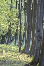 Trees in spring park