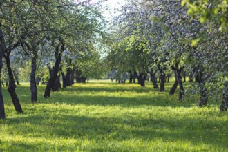 Blooming apple trees in spring park