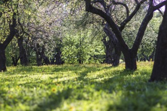 Blooming apple trees in spring park