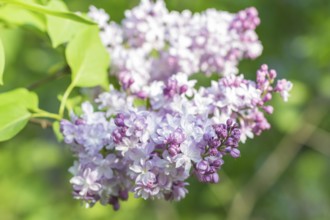 Blooming lilac in the botanical garden in spring