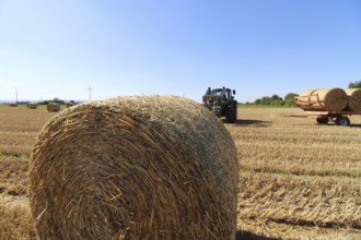 Straw pressed into round bales on a harvested wheat field, loaded onto the trailer for transport