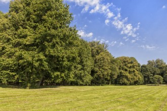 Old park with green lawns and big trees. Belarus