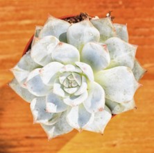 Beautiful little plant, succulent in a small flower pot. on the wooden background