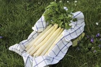 White asparagus decorated in a wooden crate