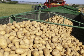 Agriculture potato harvesting with harvester (Mutterstadt, Rhineland-Palatinate)