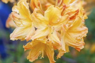 Rhododendron (azalea) flowers of various colors in the spring garden. Closeup. Blurred background